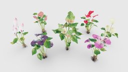 Anthurium Flower plants, tropical, flowers, roots, anthurium, pbr, lowpoly