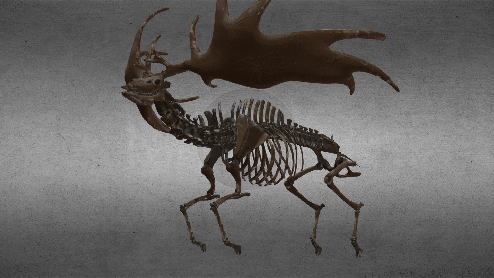 This is a fossil of the extinct Irish deer, which had the largest antlers of any deer that ever lived.

https://en.wikipedia.org/wiki/Irish_elk

I'm no paleontologist, I hope its pretty accurate to the actual fossil 3d model