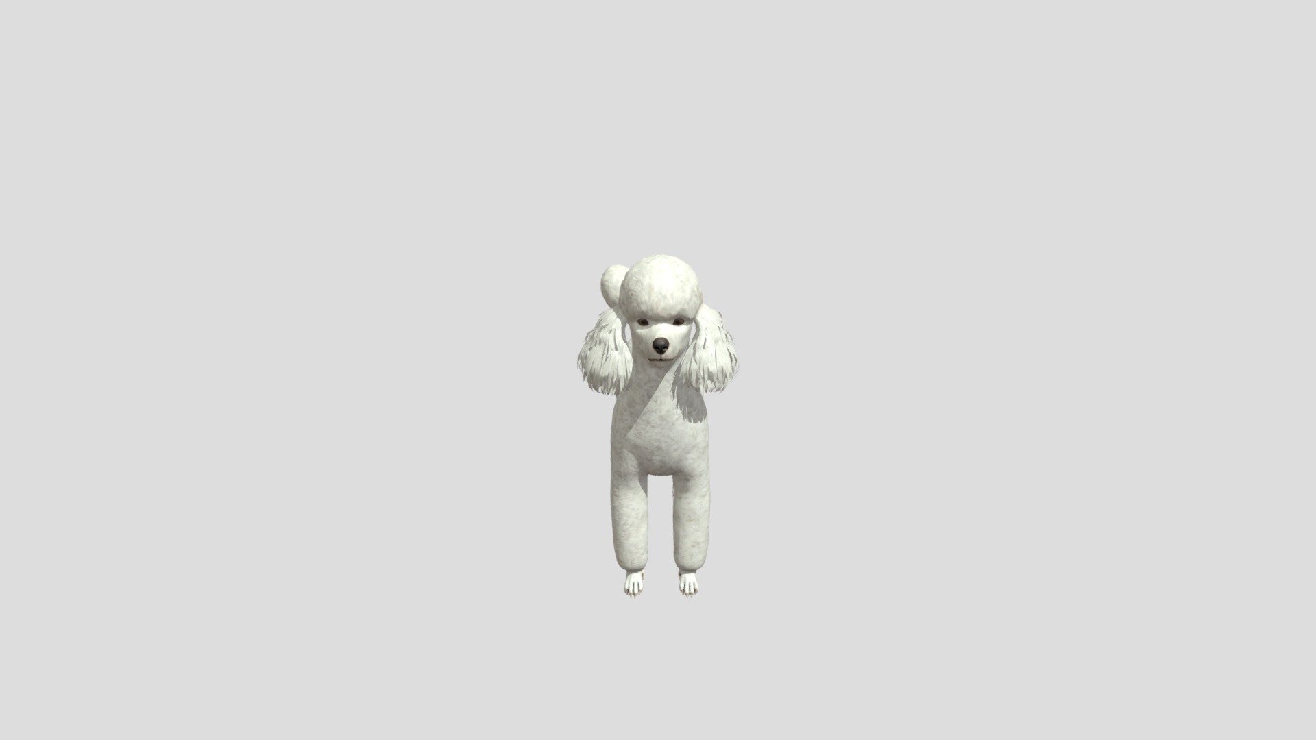 dog Poodle realistic animal animated - Dog Poodle - Buy Royalty Free 3D model by Phil3D (@philosophie) 3d model