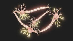 Neuron Nerve Cell Anatomy In Details microscope, anatomy, brain, biology, micro, cell, live, nano, mic, science, medicine, neuron, mind, depression, microbiology, serotonin, animal, medical, human, neurodegenerative, mineuron, neurodegenerat