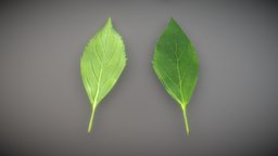 Forsythia Leaves 3dhaupt, software-service-john-gmbh, low-poly, leaves, forsythia