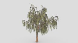Eucalyptus Tree- 15 unreal, eucalyptus, unity, lowpoly-eucalyptus, 3d-eucalyptus