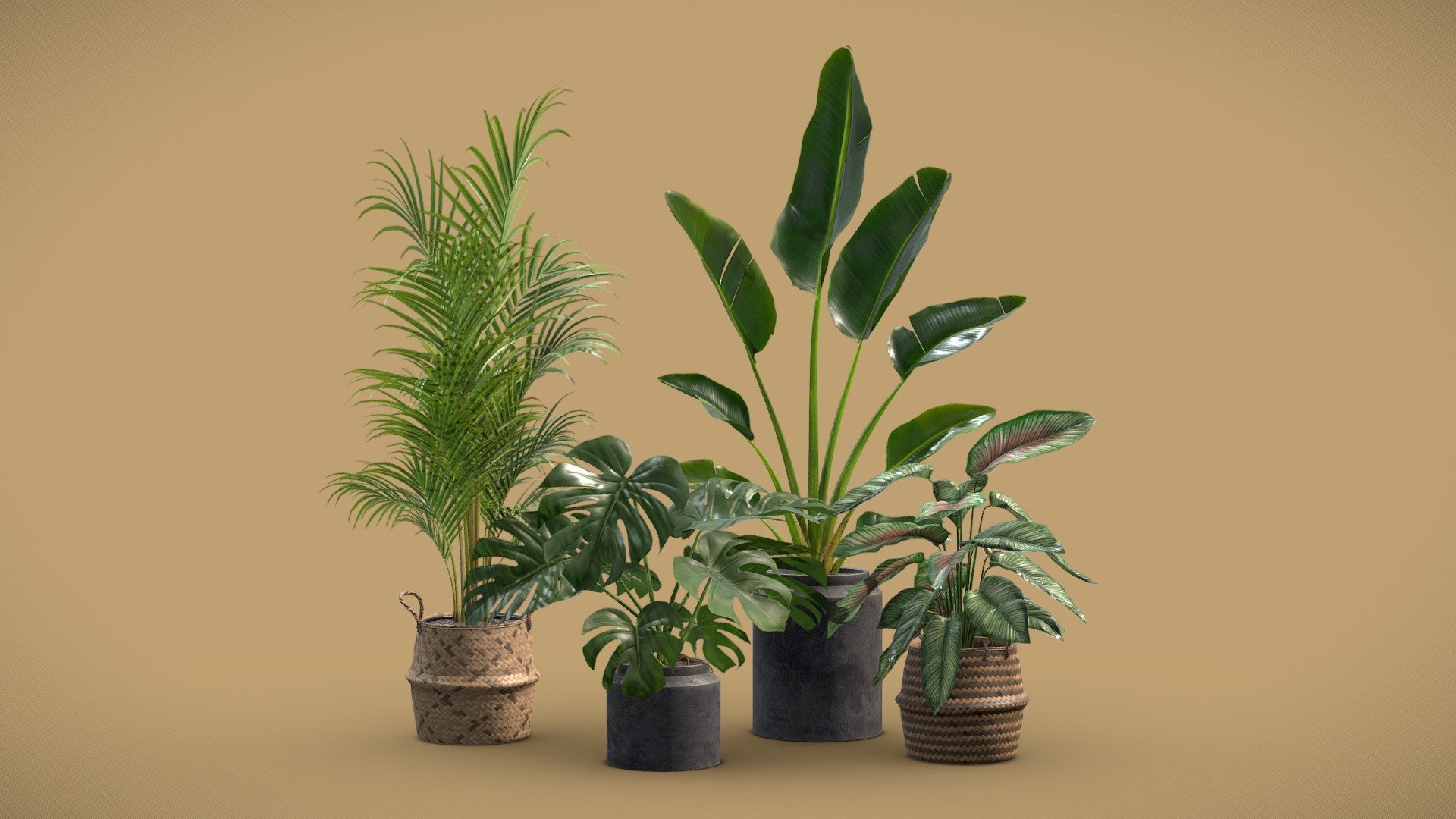 Indoor Plants Pack 29

This selection of indoor exotic plants will provide a nice touch to your interior renders. 




Calathea Ornata

Dypsis Lutescens

Strelitzia Nicolai

Monstera Deliciosa

4k Textures




Vertices  68 144

Polygons  58 110

Triangles 116 106
 - Indoor Plants Pack 29 - Buy Royalty Free 3D model by AllQuad 3d model