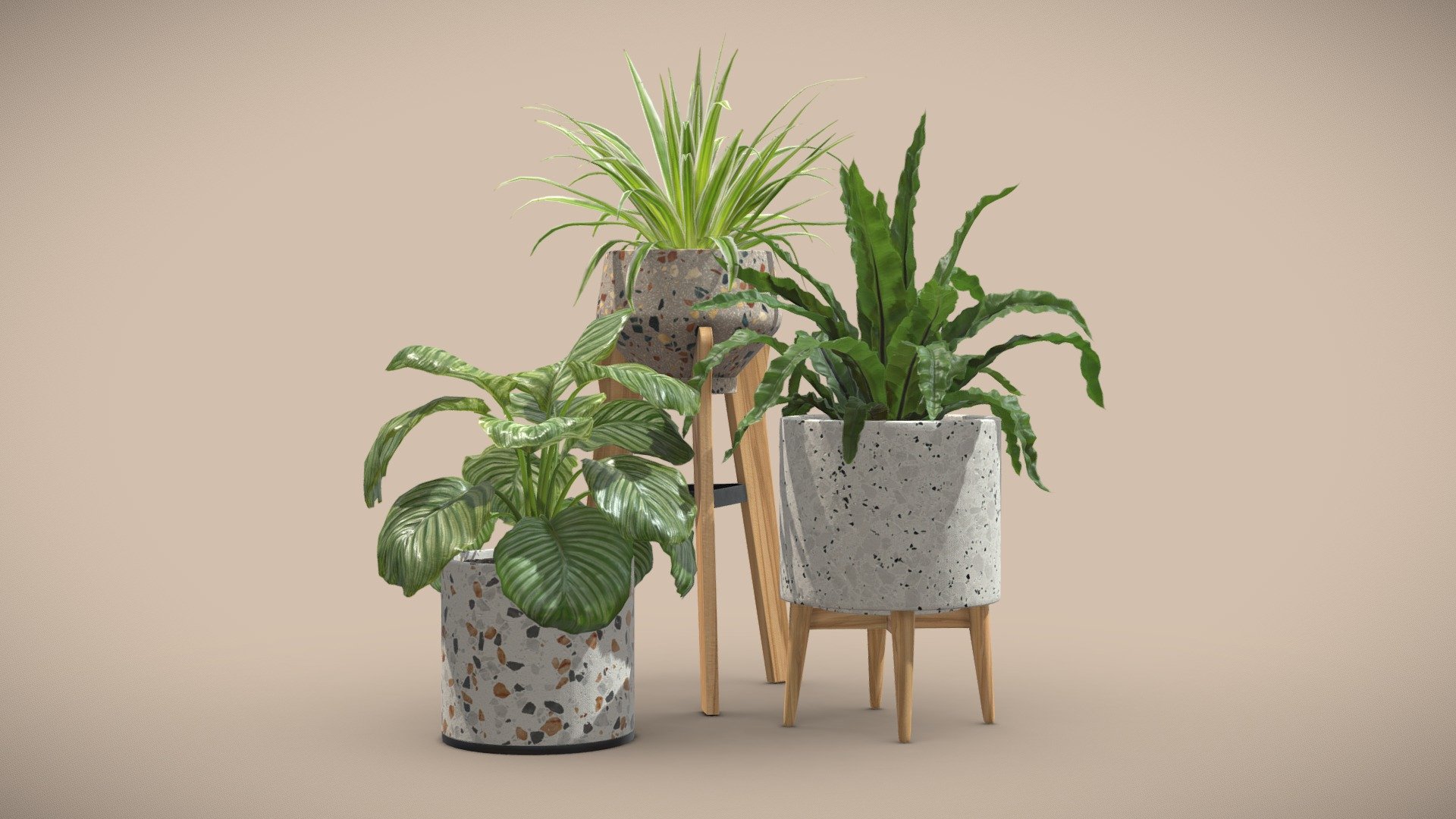Indoor Plants Terrazzo Pack

This selection of indoor exotic plants will provide a nice touch to your interior renders. 


Chlorophytum
Calathea Orbifolia
Asplenium Nidus

4k Textures


Vertices  47 308
Polygons  43 822
Triangles 87 424
 - Indoor Plants Terrazzo Pack - Buy Royalty Free 3D model by AllQuad 3d model