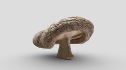Dried Shiitake Mushroom Scan 01 | Retopologized