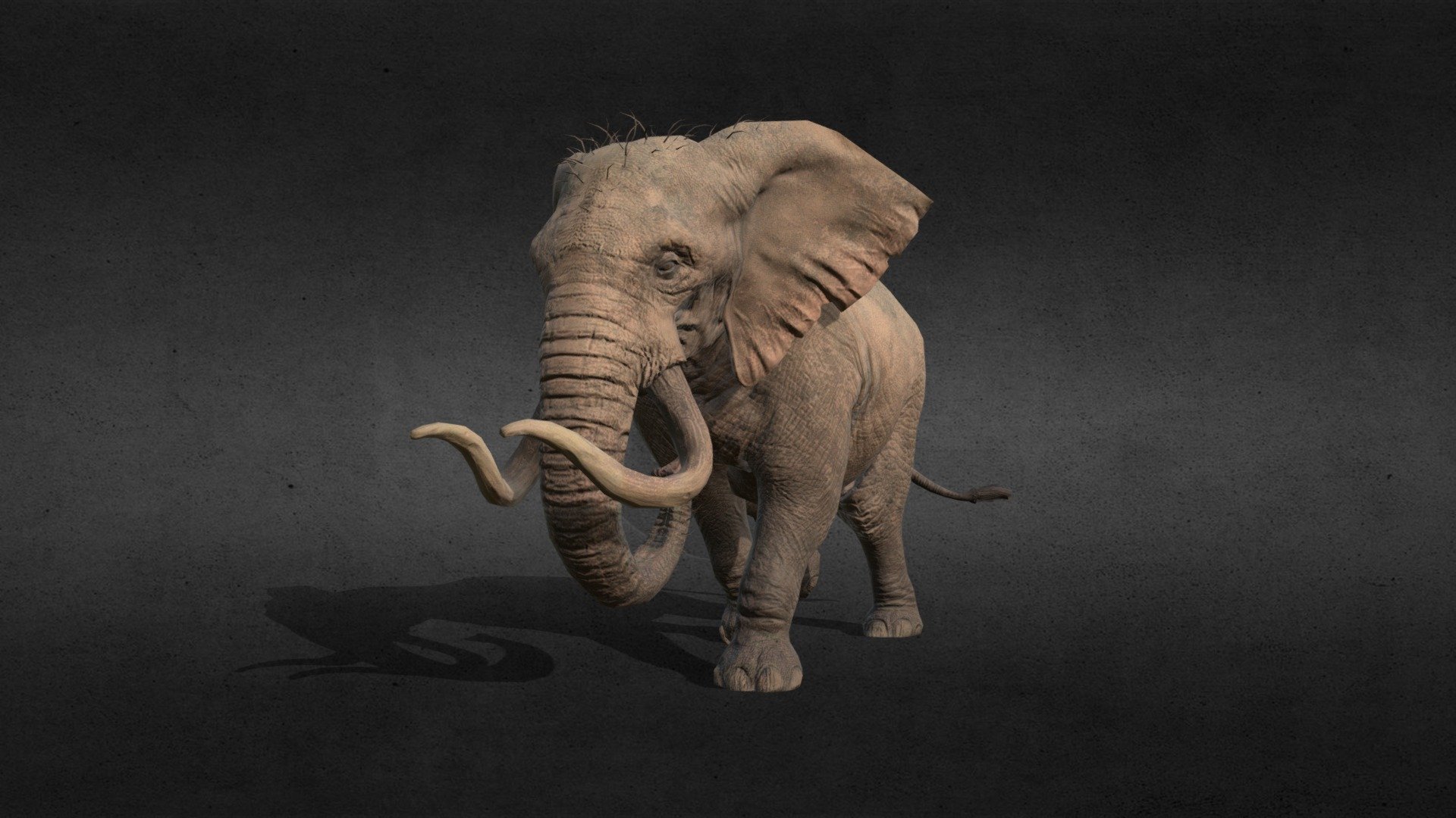 Modelo de un elefante con la animacion Caminar en formato FBX con texturas y rig completo 3d model