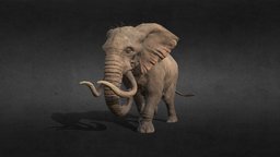 Elephant Animation Walk elephant, african, modeling, animal, walk, animation, textured, rigged