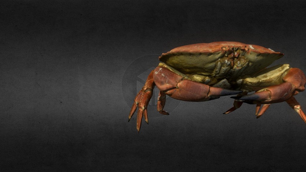 Edible Crab (Cancer pagurus)
simple crab rig, IK legs FK arms
my first attempt at a crab walk, not looped it yet.

Crab was a photogrammetry capture of 96 photos plus ~10 hours in photoshop cleaning up the occlusions.  Rigging and animation was a couple of hours - Crab Walk - 3D model by 3dsam79 3d model