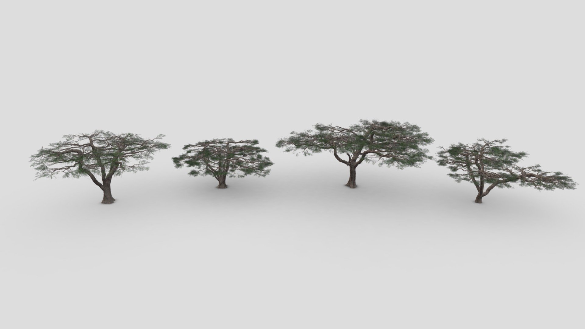This pack contains 4 3D low poly models of African Acacia Tree 3d model