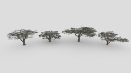 African Acacia Tree- Pack 03 tree, african, acacia-3d, 3d-african, 3d-lowpoly-african-acaccia-tree, lowpoly-acacia-tree