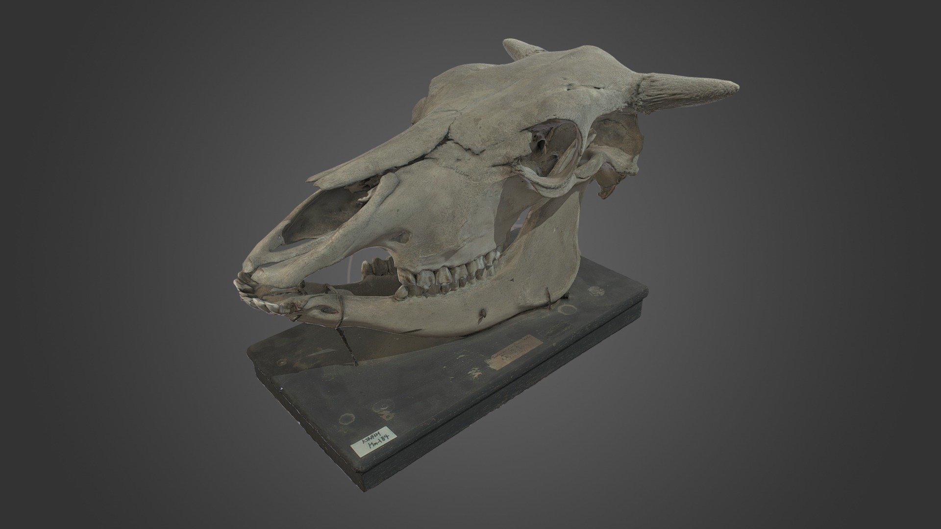 標本収蔵館：きしわだ自然資料館

標本番号：KSNHM_Mm-184

学名：Bos taurus

Strage: Natural History Museum, Kishiwada City, Osaka, Japan

No.: KSNHM_Mm-184

Sci Name: Bos taurus - KSNHM_Mm-184 ウシ頭骨　Cow Skull - 3D model by Kent MORI @rojohaku (@Memento) 3d model