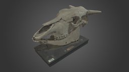 KSNHM_Mm-184 ウシ頭骨　Cow Skull