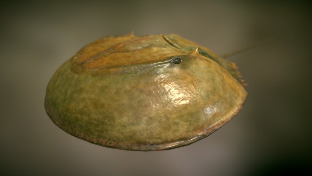 El cangrejo bayoneta, un fósil viviente. Es el sobreviviente más conocido de una especie de invertebrados que existió hace millones de años.

Vive desde el Golfo de México hasta Filipinas y es del tamaño de un plato. Tiene una especie de cola larga y rígida, lo que lo distingue de los cangrejos corrientes que todos conocemos 3d model