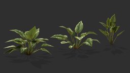 Alocasia Plant tree, green, plants, realtime, pack, nature, game, concept, gameready, noai