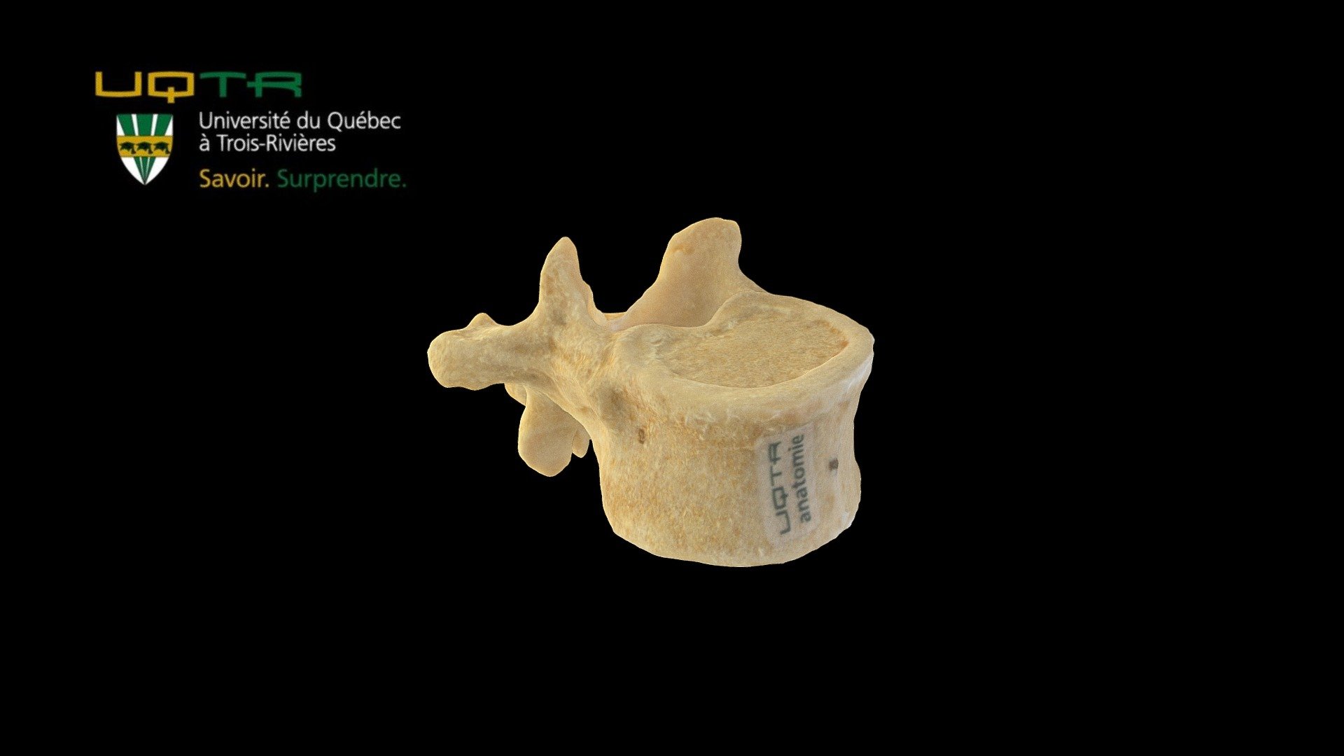 Vertèbre dorsale 11 / Thoracic vertebra 11 - 3D model by Anatomie UQTR - Anatomy UQTR (@AnatomieUQTR) 3d model
