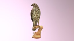 Hawk 3 bird, university, hawk, museum, collections, bird-of-prey, university-of-iowa, realitycapture, animal, uiowa