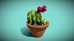 Cactus plant, pot, flower, garden, spikes, cactus, accesories, decoration, cactus-plant
