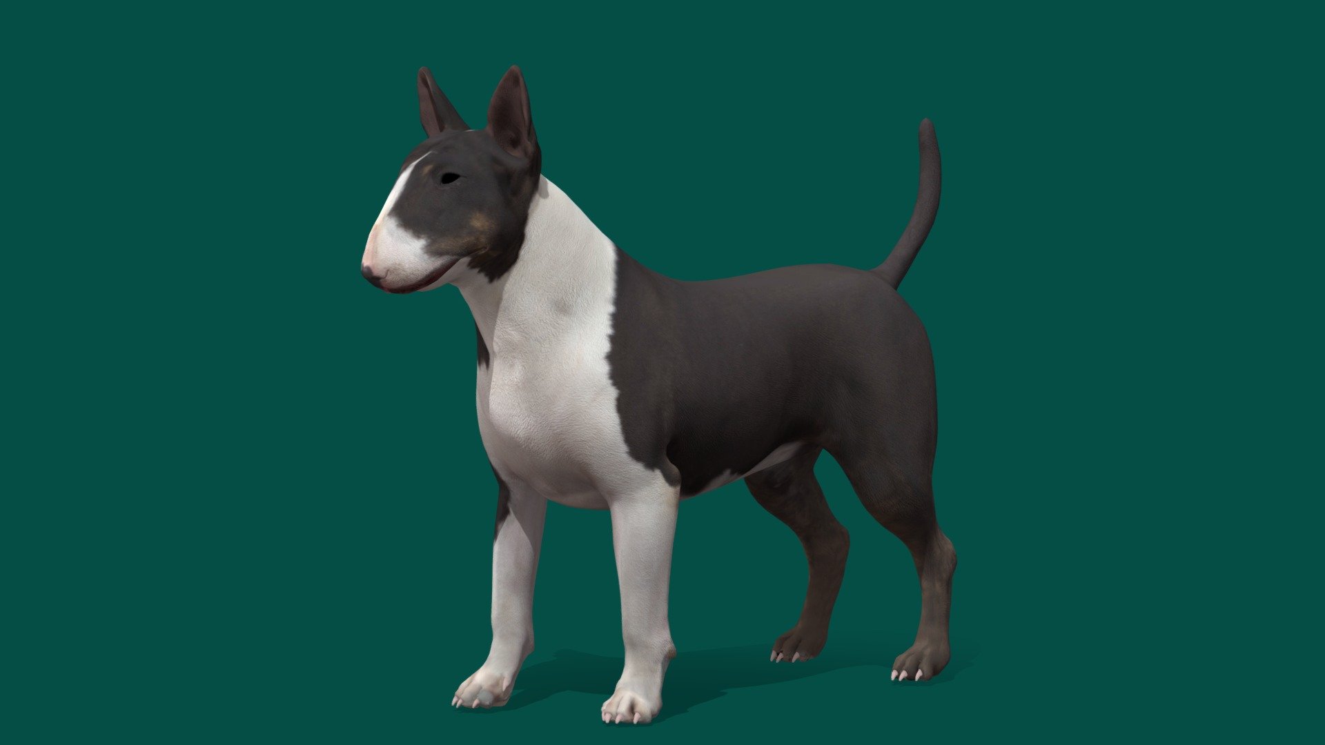 **Bull Terrier Dog with Game Ready 8 Animations ,4K PBR Textures Material. **

The Bull_Terrier is a breed of dog in the terrier family. There is also a miniature version of this breed which is officially known as the Miniature Bull Terrier. The Bull Terrier is a muscular dog breed known for its unique egg-shaped head and triangular eyes. Wikipedia
Temperament: Keen, Stubborn, Sweet-Tempered, Active, Protective, Trainable
Origin: England
Life span: 10 – 14 years
Mass: 22 – 38 kg (Male)
Colors: White, Brindle &amp; White, Tri-color, Fawn &amp; White, Red &amp; White, White &amp; Black Brindle
The Kennel Club: standard - Bull Terrier (Game Ready) - 3D model by Nyilonelycompany 3d model