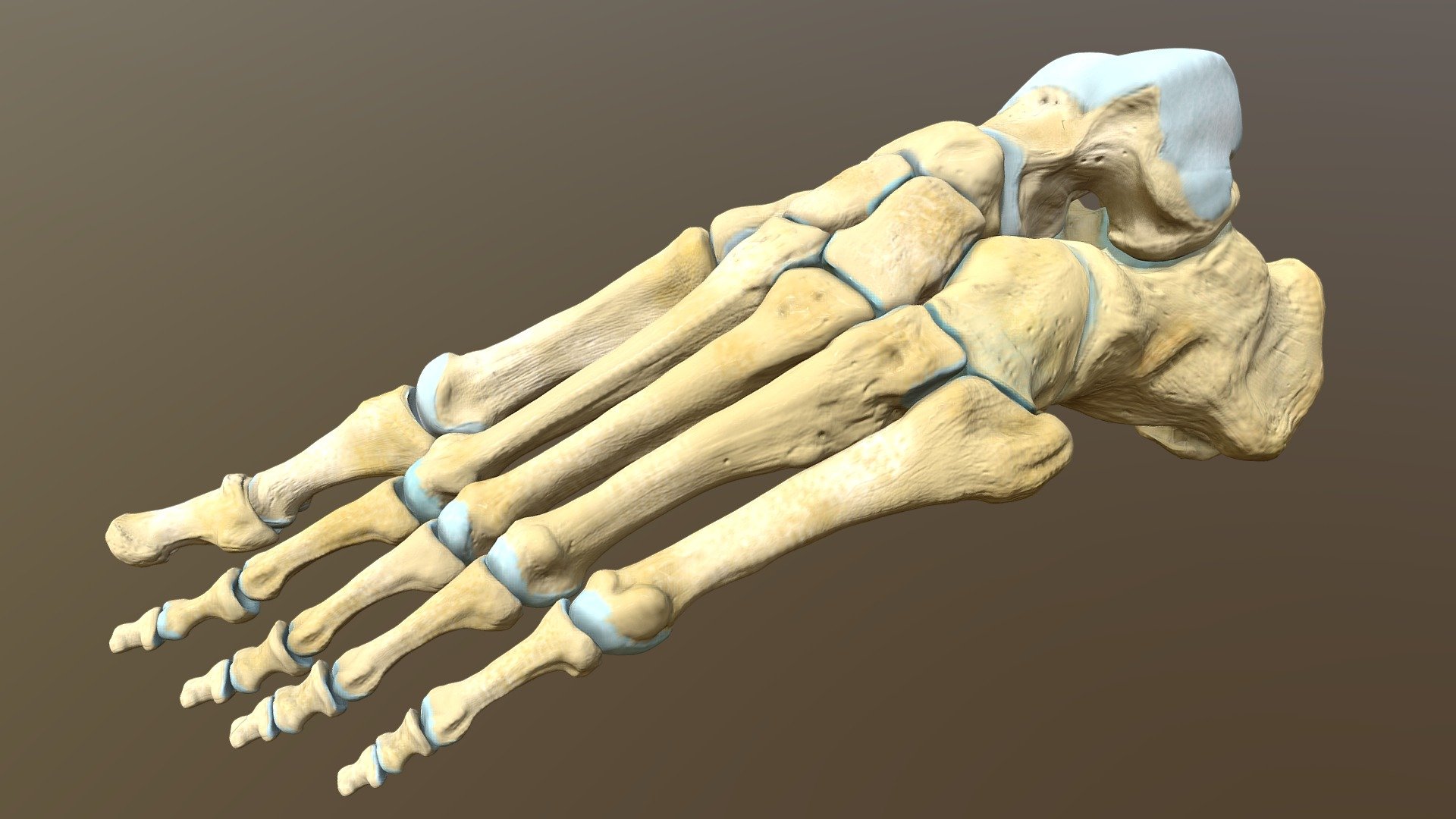 A highly anatomically accurate model of the bones of the left foot. CT data and modelling from real human bones was used to create each individual foot bone.
The skeletal anatomy is divided into the tarsus, metatarsus and the forefoot or phalanges 3d model