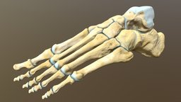 Left human foot bones anatomy, foot, dissection, skeletal, phalanx, calcaneus, talus, foot-bones, medial-cuniform, lateral-cuniform, phalanges, metatarsals, medical-models, cuniform-bones, intermediate-curniform, tasal-bones
