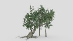 Chinese Banyan Tree- S9- Rev 1