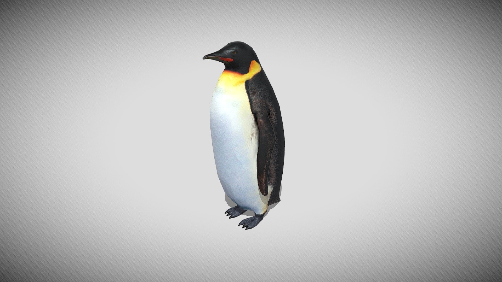 This is a 3d Emperor Penguin with PBR textures and 23 different animations, with most of the animations you might need in a game. Efficiently modeled with only 2149 Triangles 3d model