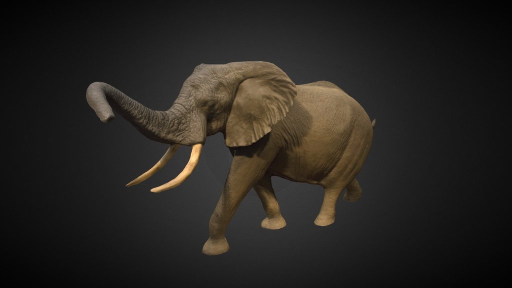 This is an improved and more accurate model than the previous version. I also uploaded an STL of the Elephant for 3D printing which can be found on Thingiverse: https://www.thingiverse.com/thing:2394471

“The new installation incorporates the latest scientific information about these magnificent but endangered animals. Explore the evolution of elephants, discover insights into elephant behavior, and learn about the conservation challenges that threaten today’s wild elephants. A new visitor information desk has also been incorporated to make visits to the museum easier and more enjoyable. Come see the new installation now open to the public.” - Elephant in the Rotunda (V2) - 3D model by Abby Gancz (@agancz) 3d model