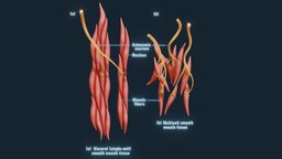 Smooth Muscle Anatomy cross, anatomy, organic, section, cell, energy, muscle, muscles, education, science, fiber, educational, smooth, skeletal, mitochondria, nucleus, fibers, character, medical, human, myofibril