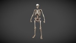 Low-poly Skeleton skeleton, low-poly, hand-painted