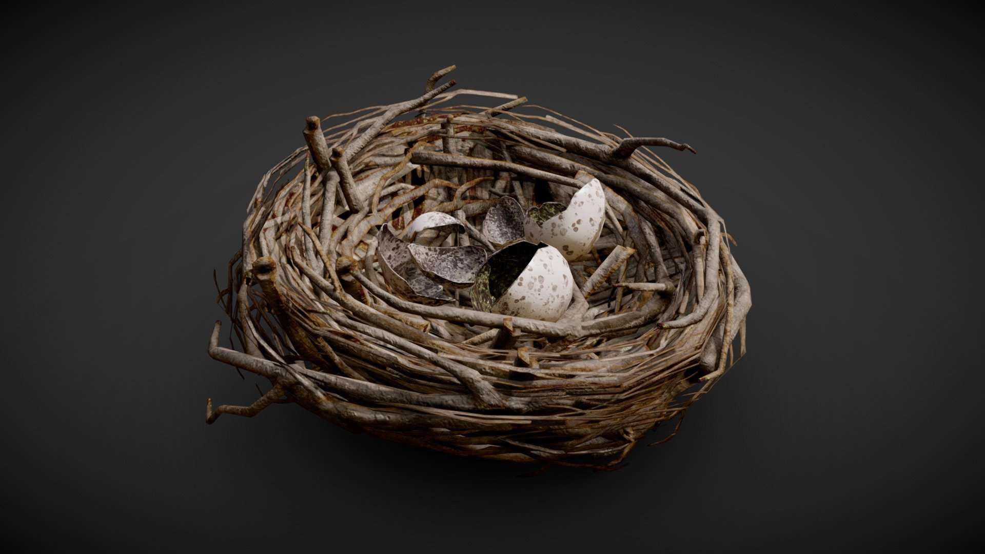 Game-ready model of an abandoned bird's nest filled with broken eggshells. Mainly wooden twigs 3d model