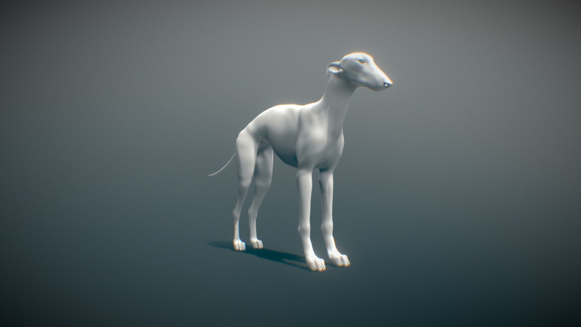 i did my best to try and make a realistic Borzoi (russian wolf hound), i really enjoyed creating this and figured i should share here! - Greyhound - 3D model by Wave-Line (@MangoBirdy) 3d model