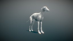 Greyhound dog, canine, realism, greyhound, unrigged, borzoi, blender, russian-wolf-hound