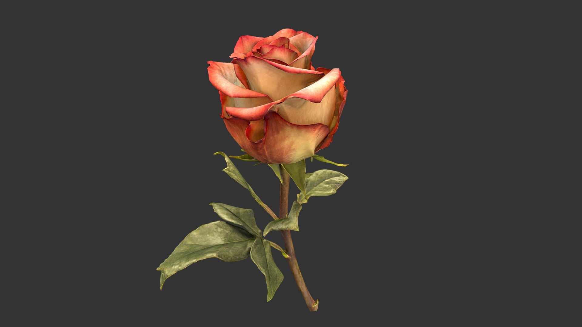 Photogrammetric scan - Rose - Buy Royalty Free 3D model by Evgeni Yanev (@Evgeni_Yanev) 3d model