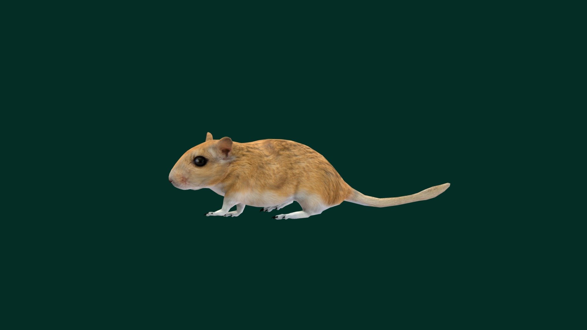 Mongolian Gerbil (Rodents) Sand Rat   

‎Gerbillinae  Meriones unguiculatus Mammal House Pet ( Mongolian jird  )

1 Draw Calls

GameReady 

9 Animations

4K PBR Textures Material

Unreal FBX

Unity FBX  

Blend File 

USDZ File (AR Ready). Real Scale Dimension

Textures Files

GLB File

Gltf File ( Spark AR, Lens Studio(SnapChat) , Effector(Tiktok) , Spline, Play Canvas ) Compatible



Triangles : 7412

Vertices  : 3727

Faces     : 3832 

Edges     : 7556

Diffuse , Metallic, Roughness , Normal Map ,Specular Map,AO
The Mongolian gerbil or Mongolian jird is a small rodent belonging to the subfamily Gerbillinae. Their body size is typically 110–135 mm, with a 95–120 mm tail, and body weight 60–130 g, with adult males larger than females. The animal is used in science and research or kept as a small house pet. Wikipedia
Collective noun: horde Wikimedia Foundation
Term for young: pup Wikimedia Foundation
Gestation period: 24 – 26 days (Female, Sexually mature) - Mongolian Gerbil Rat (Lowpoly) - 3D model by Nyilonelycompany 3d model