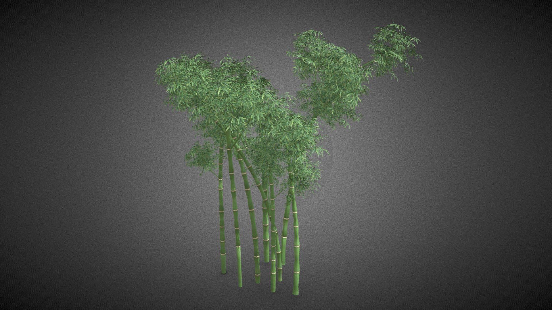 Bamboo tree - Bamboo tree - Buy Royalty Free 3D model by misitewang 3d model