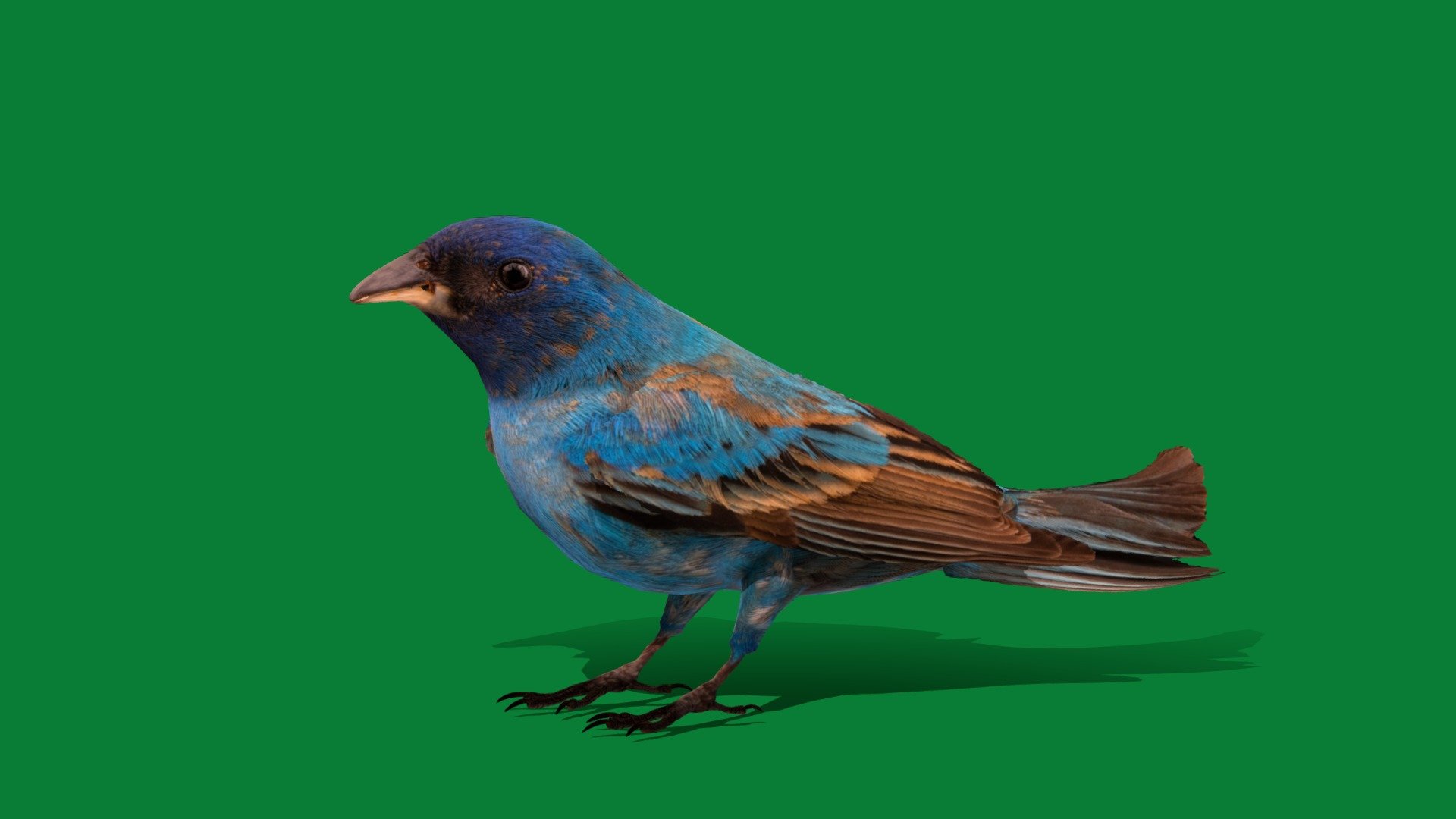 Indigo Bunting Bird(blue canaries)seed-eating bird

Passerina cyanea Animal Bird(Cardinalidae)Cute,Pet,migratory bird

1 Draw Calls

LowPoly

Game Ready(Assets)

Subdivision Surface Ready

Single-Animations 

4K PBR Textures 1 Material

Unreal/Unity FBX 

Blend File 3.6.5 LTS/4 Plus

USDZ File(AR Ready). Real Scale Dimension (Xcode ,Reality Composer, Keynote Ready)

Textures File


GLB/GlTF  (Unreal 5.1 Plus Native Support,Godot,Spark AR,Lens Studio,Effector,Spline,Play Canvas,Omniverse,GDevelop-5,BuildBox)




Triangles -15092



Faces -9840

Edges -18523

Vertices -8697

Diffuse,Metallic,Roughness,Normal Map,Specular Map,AO

The indigo bunting (Passerina cyanea) is a small, migratory bird that eats seeds and belongs to the cardinal family. They are 4.5–5.9 inches long and weigh about half an ounce. Males are slightly larger than females and are bright blue with a darker head and silver-gray bill. Females are sparrow-sized.It is migratory 3d model