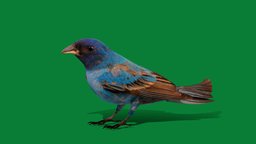 Indigo Bunting Bird (Lowpoly) cute, bird, pet, animals, florida, canada, ar, animations, game-assets, indigo, canaries, lowpoly, creature, blue, 3d-bird, small-bird, nyi, migratory-bird, nyilonelycompany, noai, anyimals, indigo-bunting, blue-bird, seed-eating-bird, passerina-cyanea, cardinalidae, indigo-bunting-bird
