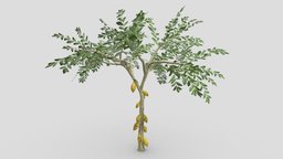 Cacao Tree(Yellow Fruit)- 04 cacao-tree, 3d-cacaotree, lowpoly-cacao, 3d-lowpoly-cacao, cocoatree