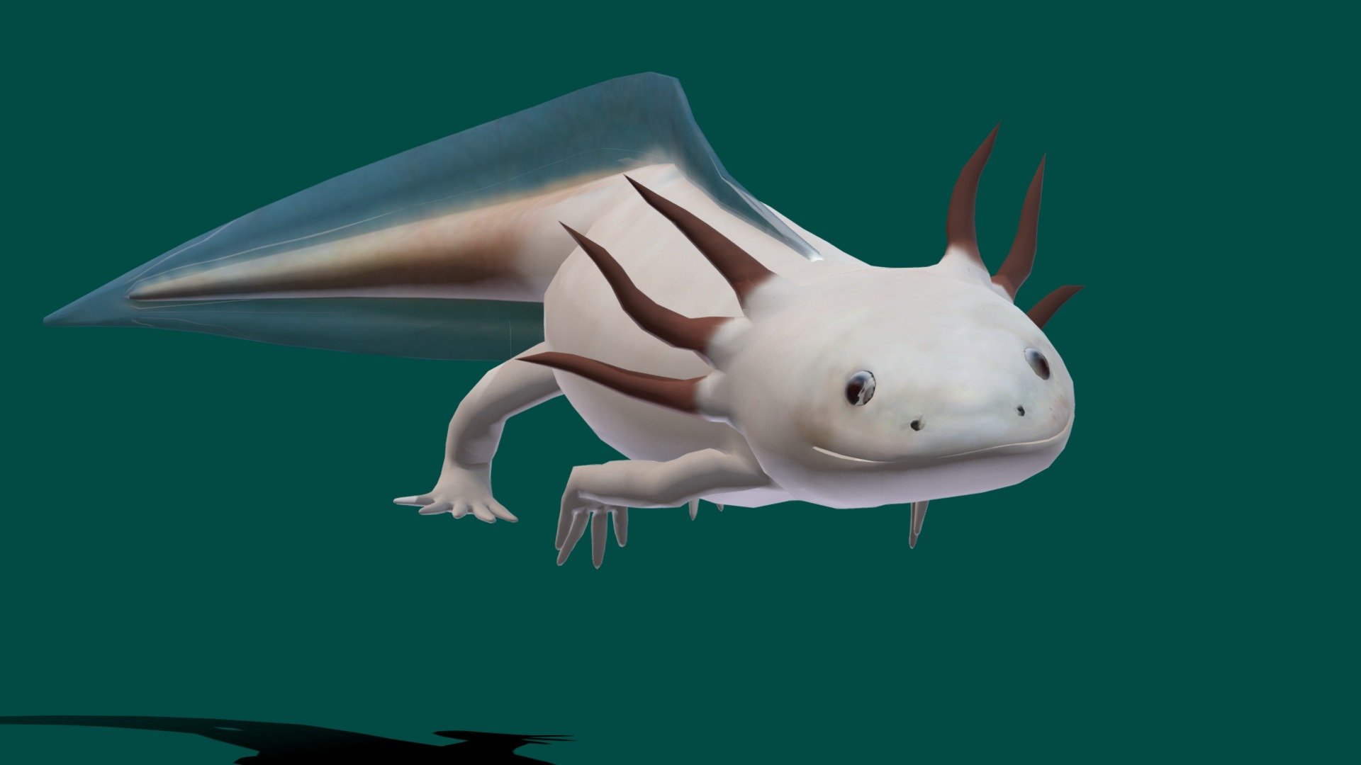 **Axolotl (Game Ready )




Game Ready / Lowpoly

Axolotl Aquatic Animal

10 Animations

4K PBR Textures Material/wings 1K

Unreal Unity Compatible

Blend File

USDZ File (AR Ready). Real Scale Dimension

Textures File

Gltf File ( Spark AR, Lens Studio , Effector , Spline, Play Canvas ) Compatible

Diffuse , Metallic, Roughness , AO(wing), Normal Map

Swim

Walk

Swim up 

Swim Down

Die

Rebith

Attack

Tail Attack

Swim right

Swim Left

The axolotl is a paedomorphic salamander closely related to the tiger salamander. It is unusual among amphibians in that it reaches adulthood without undergoing metamorphosis. Instead of taking to the land, adults remain aquatic and gilled. Wikipedia
Conservation status: Critically Endangered (Population decreasing) Encyclopedia of Life
Class: Amphibia
Family: Ambystomatidae
Genus: Ambystoma
Kingdom: Animalia
Order: Urodela
Phylum: Chordata - Axolotl (Low Poly) - 3D model by Nyilonelycompany 3d model