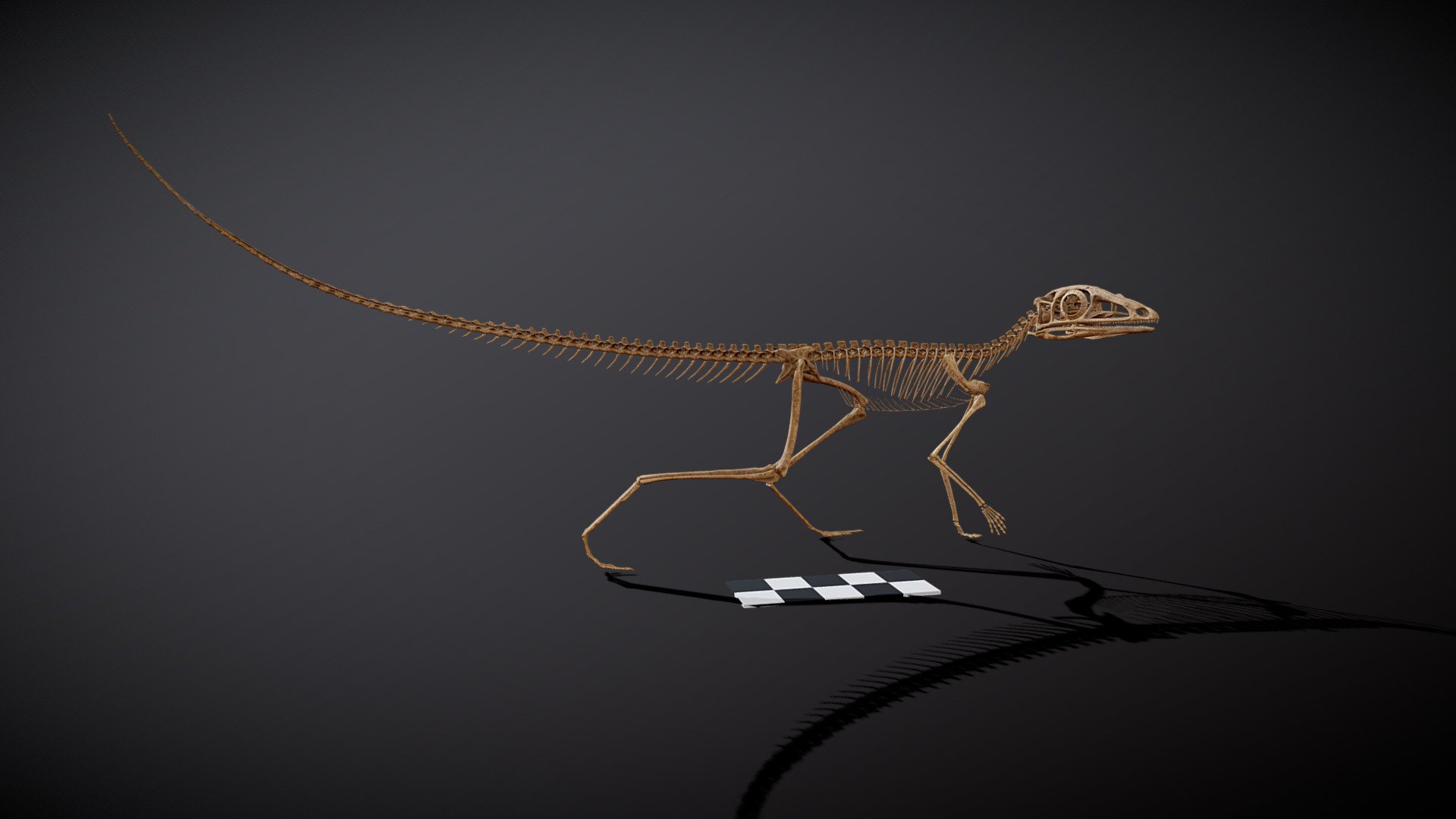 A digital reconstruction of the Late Triassic archosauriform Scleromochlus taylori. Modelled, sculpted, textured, and rendered in blender 2.92, using CT-scan data of NHMUK_PV_R3146, R3556, R3557, R3914, R4823, and R5589. The specimens this reconstruction is based on are in the collections of the Natural History Museum, London.

As featured in: Scleromochlus and the early evolution of Pterosauromorpha, Nature, Davide Foffa, Emma M. Dunne, Sterling J. Nesbitt, Richard J. Butler, Nicholas C. Fraser, Stephen L. Brusatte, Alexander Farnsworth, Daniel J. Lunt, Paul J. Valdes, Stig Walsh, Paul M. Barrett. 

DOI 10.1038/s41586-022-05284-x - Scleromochlus taylori - 3D model by Matt Humpage (@MattHumpage) 3d model