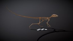 Scleromochlus taylori skeleton, scotland, fossil, triassic, reconstruction3d, archosauriform, pterosauromorpha