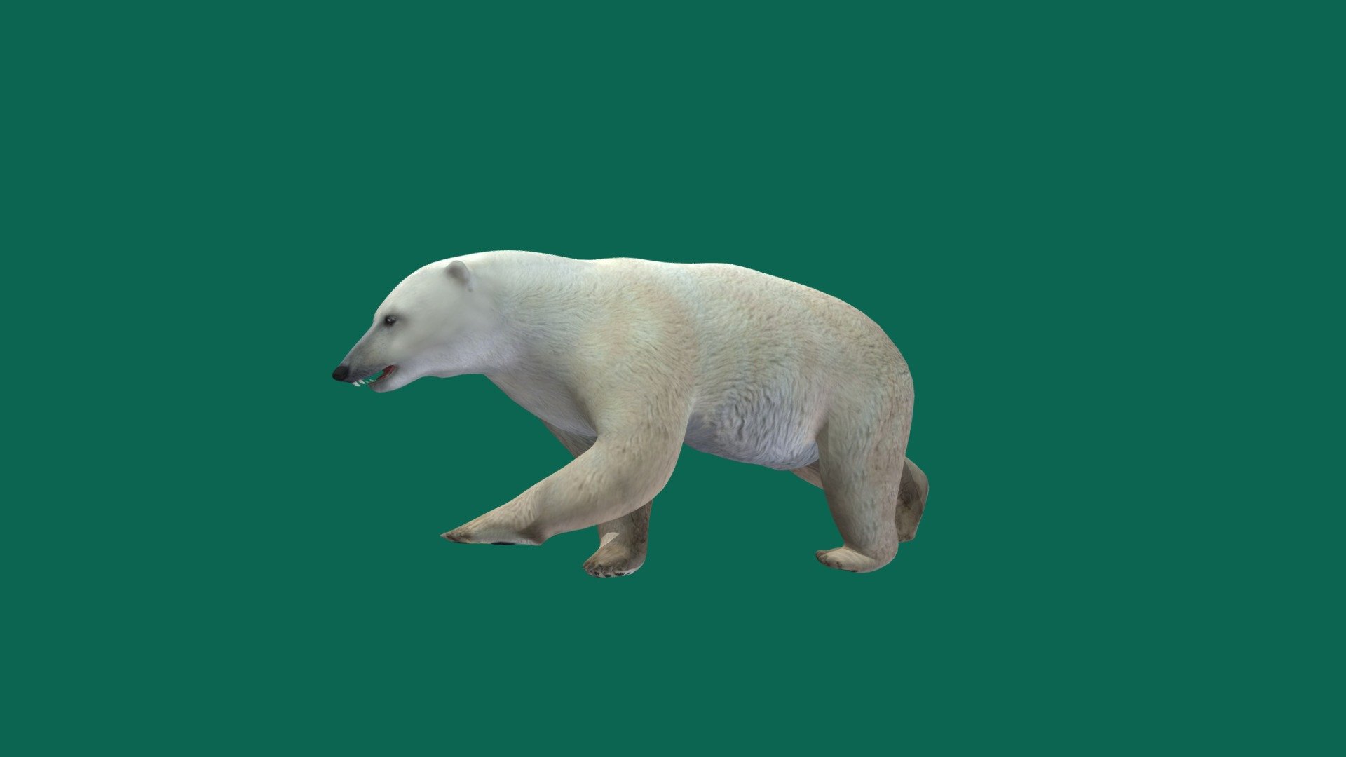 Test Phase Non commercial
2K Diffuse Color Test only 
ABC Test animations 
Polar Bear 
The polar bear is a hypercarnivorous species of bear. Its native range lies largely within the Arctic Circle, encompassing the Arctic Ocean and its surrounding seas and landmasses, which includes the northernmost regions of North America and Eurasia.

i am kind of unwell at the moment but i will finish up better texture real soon 3d model