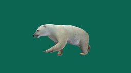 Polar Bear  🐻 bear, mammal, polar, creature, animation, nyi, nyilonelycompany, noai