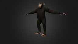 Chimpanzee chimpanzee, simpanz