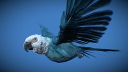 Spixs Macaw bird, azul, macaw, blue, spixs, ararinha