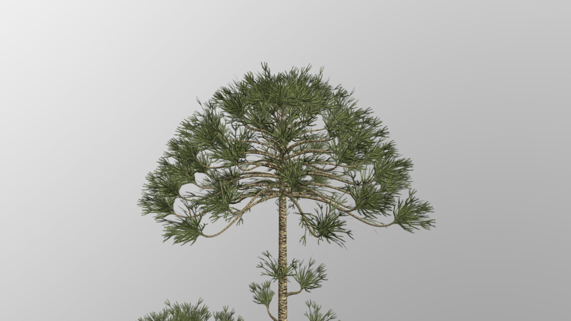 Araucaria - 3D model by Paleobiome 3d model