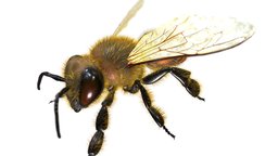 Honey_Bee insect, bug, bee, honeybee
