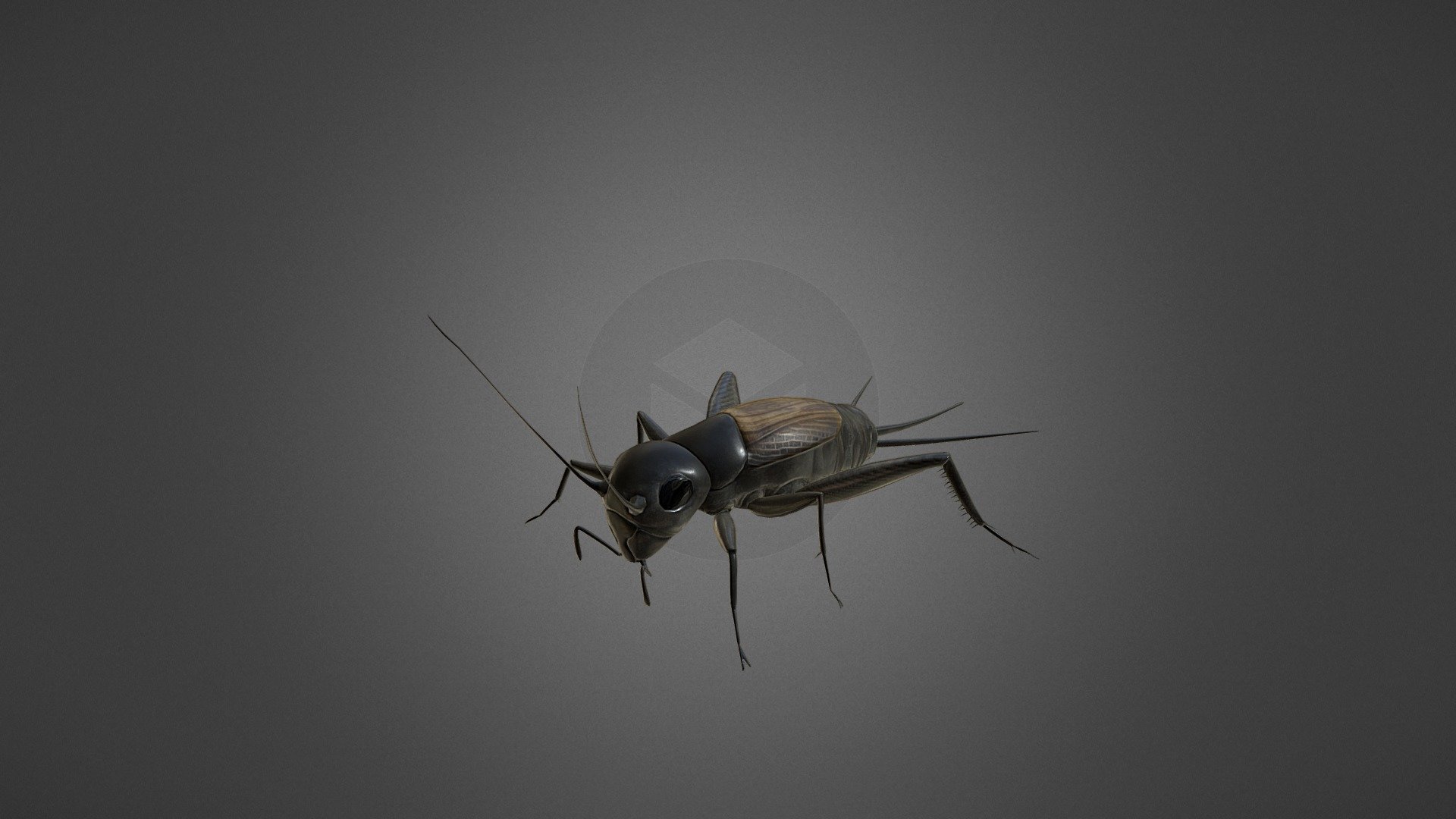 Veldkrekel - Cricket - 3D model by create_studio (@create_multimedia) 3d model