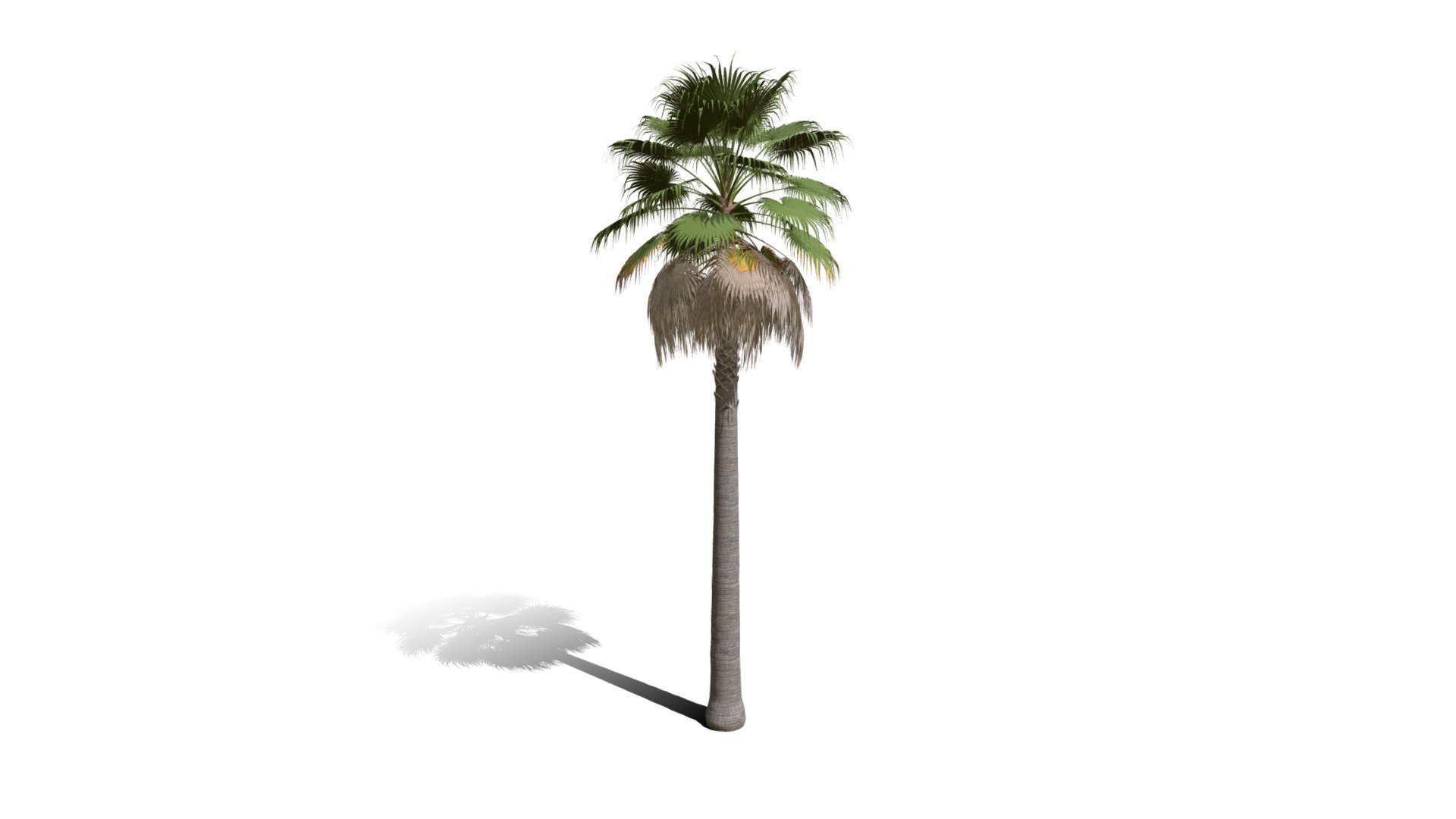 Model specs:





Species Latin name: Washingtonia filifera




Species Common name: California fan palm




Preset name: Urban 1 mat 100




Maturity stage: Old




Health stage: Thriving




Season stage: Spring




Leaves count: 5408




Height: 14.8 meters




LODs included: Yes




Mesh type: static




Vertex colors: (R) Material blending, (A) Ambient occlusion



Better used for Hi Poly workflows!

Species description:





Origin: North America




Biomes: Desert,Scrubland




Climatic Zones: Mediterranean,Subtropical,Tropical




Plant type: Palm



This PlantCatalog mesh was exported at 40% of its maximum mesh resolution. With the full PlantCatalog, customize hundreds of procedural models + apply wind animations + convert to native shaders and a lot more: https://info.e-onsoftware.com/plantcatalog/ - Realistic HD California fan palm (15/25) - Buy Royalty Free 3D model by PlantCatalog 3d model
