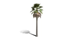 Realistic HD California fan palm (15/25) trees, tree, plant, plants, palm, desert, outdoor, foliage, nature, north-america, scrubland
